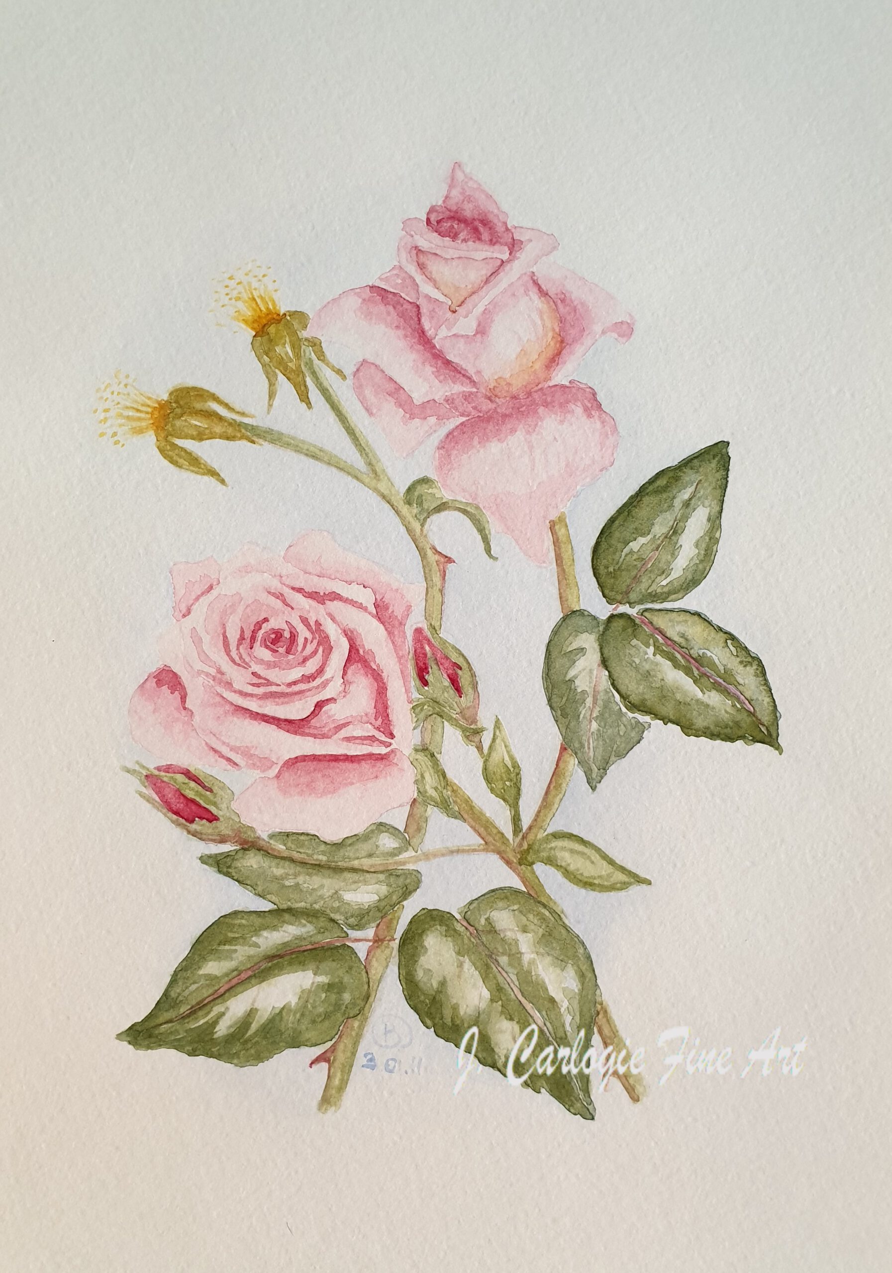 zarte Rosen in pink und rosa als Aquarellbild