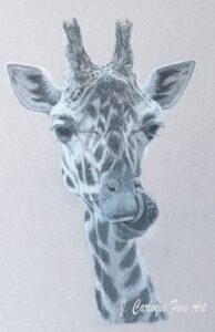 Tierportrait Giraffe mit rausgestreckter Zunge