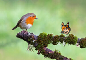 Wildtierportrait
