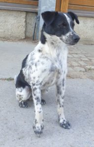 Hund Originalmotiv