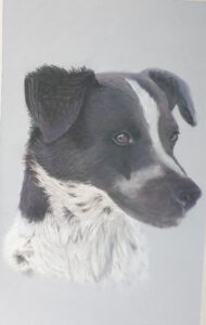 Hundportrait weitere Details im Fell mit Pastellkreide