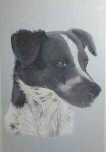Hundportrait weitere Details im weißen Fell mit Pastellkreide