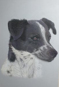 Hundportrait weitere Details im schwarzen Fell mit Pastellkreide